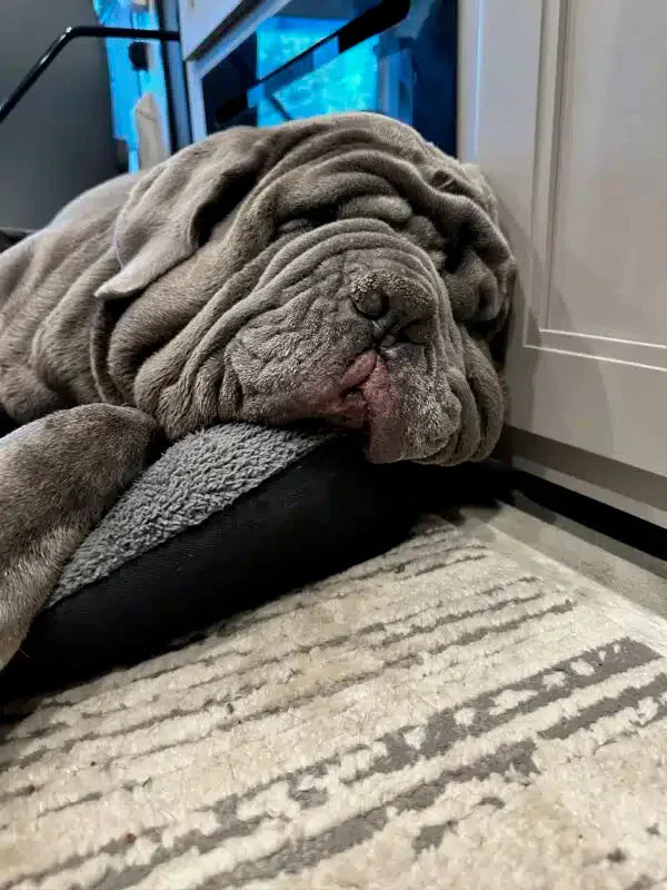 Breed Spotlight – Neapolitan Mastiff
