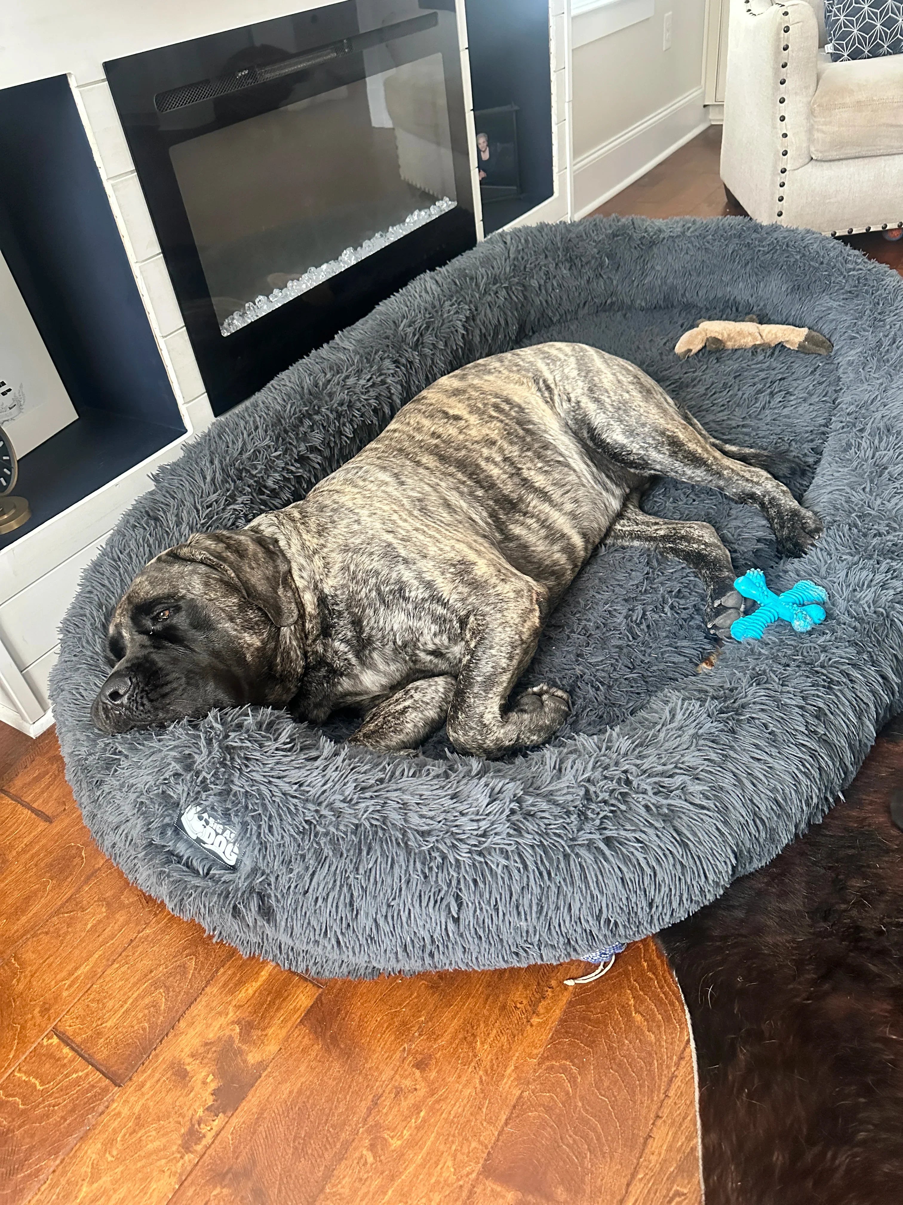 Do Dogs Dream of Giant Treats? Exploring the Dreamworld of Your Big Ass Dog