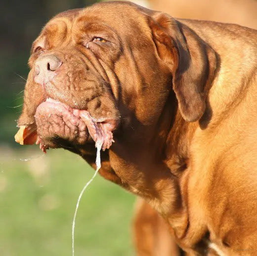The Allure of the Dogue de Bordeaux