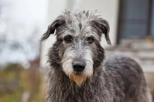 July Irish Wolfhound Article