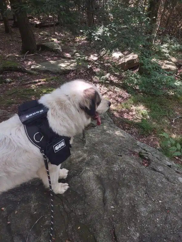 Exploring the Working Dog Group