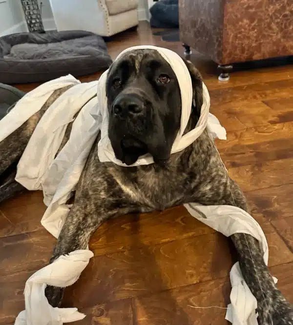 A BIG ASS HOWL-O-WEEN!