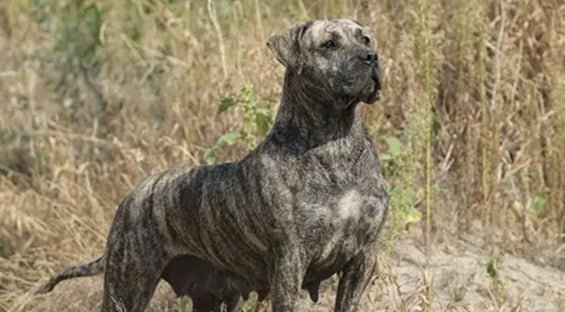 Breed Highlight: Presa Canario