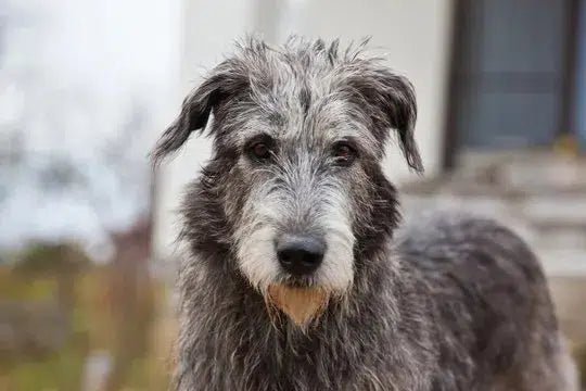 July Irish Wolfhound Article