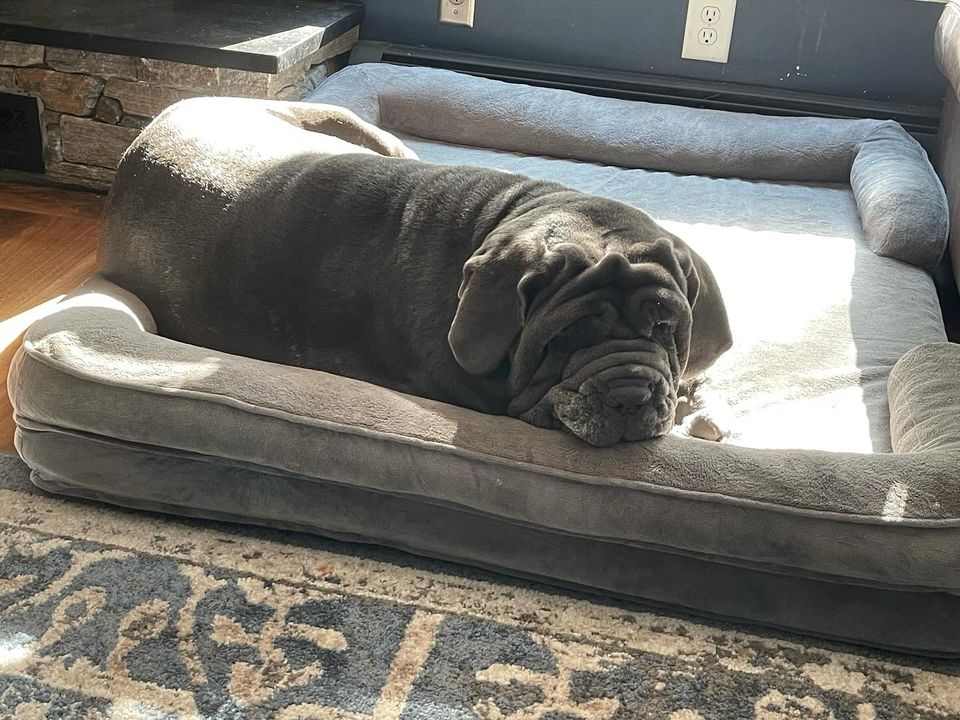 Big Ass Bolster Bed - Big Ass Dog Company