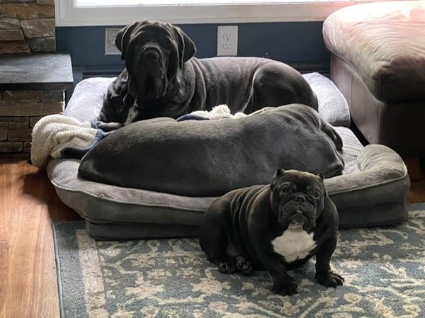 Big Ass Bolster Bed - Big Ass Dog Company