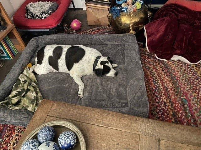Big Ass Bolster Bed - Big Ass Dog Company