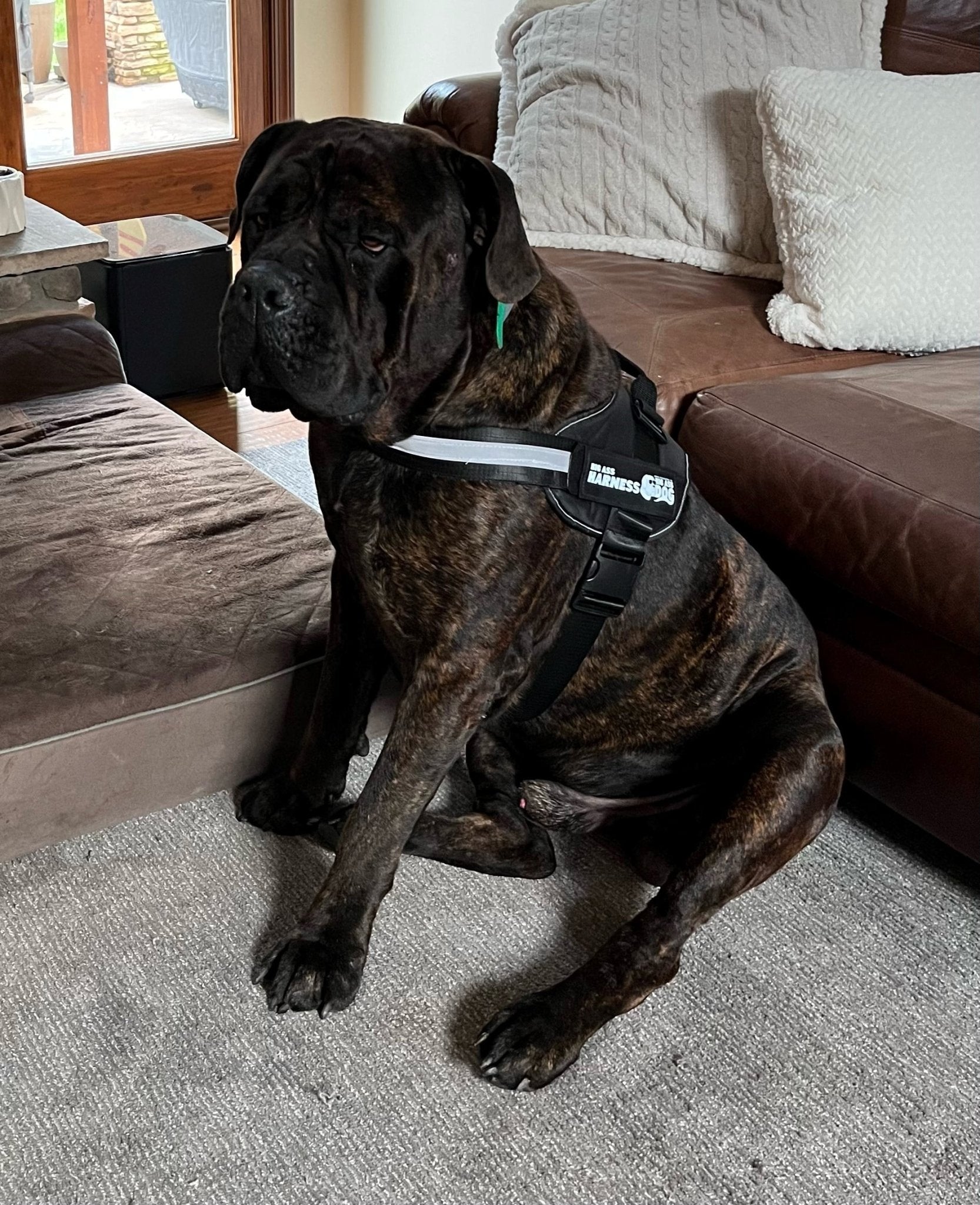 Big Ass Harness - Big Ass Dog Company