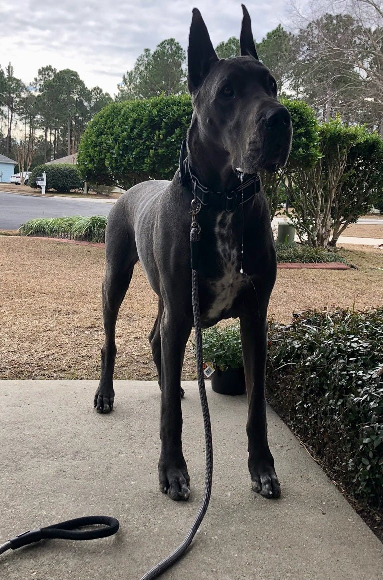 Big Ass Leash - Big Ass Dog Company