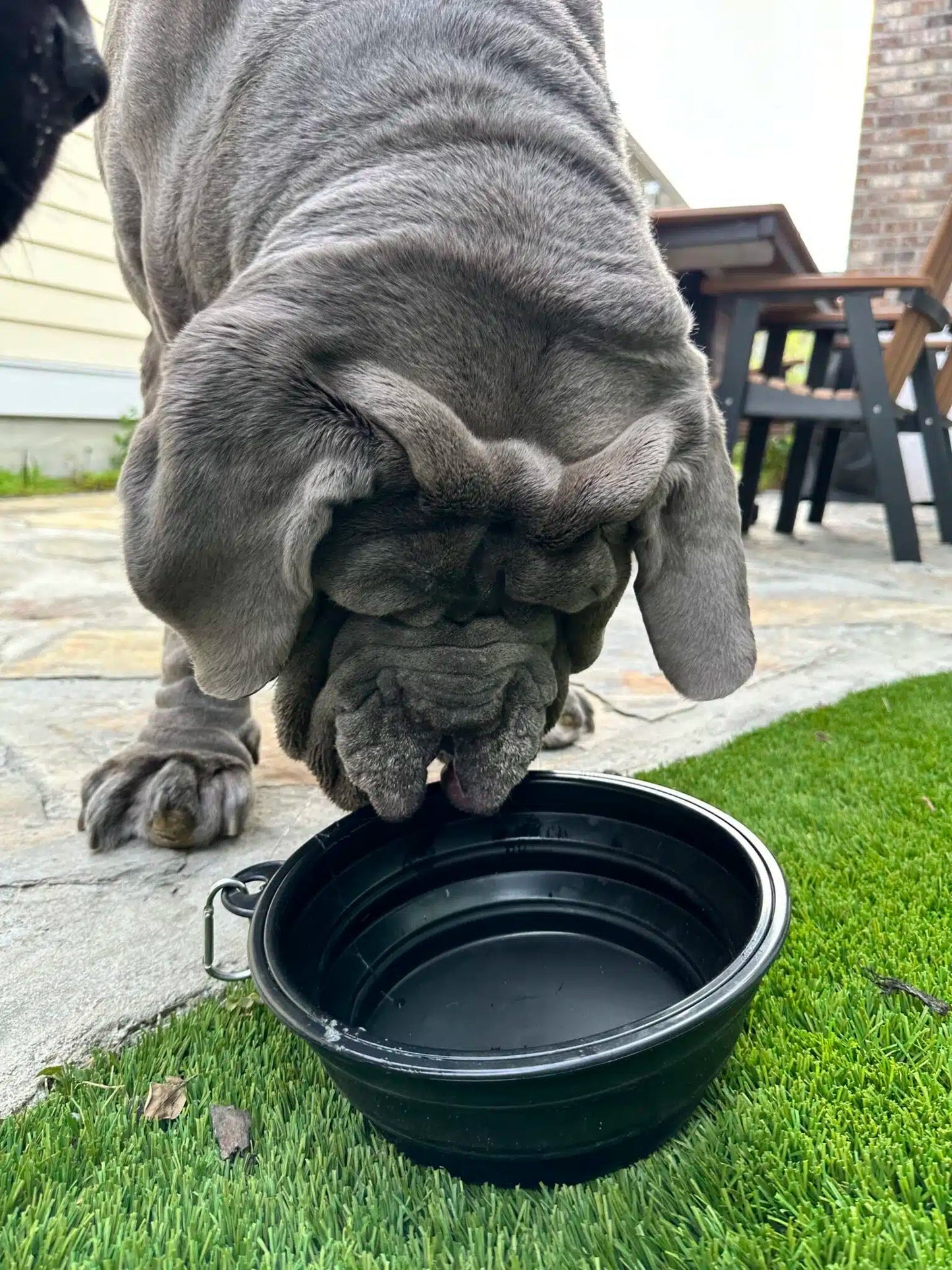 Big Ass Travel Bowl - Big Ass Dog Company