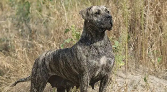 Breed Highlight: Presa Canario