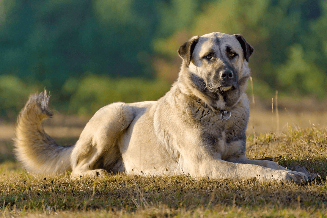 Anatolian Shepard Spotlight - Big Ass Dog Company