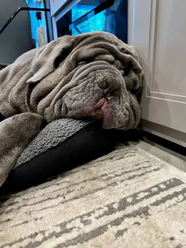 Breed Spotlight – Neapolitan Mastiff - Big Ass Dog Company