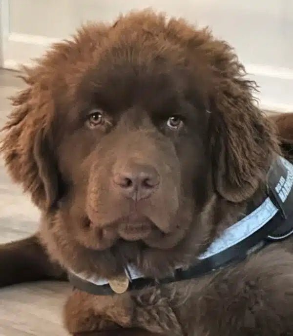Breed Spotlight – Newfoundland - Big Ass Dog Company