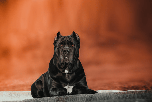 Cane Corso 101 - Big Ass Dog Company