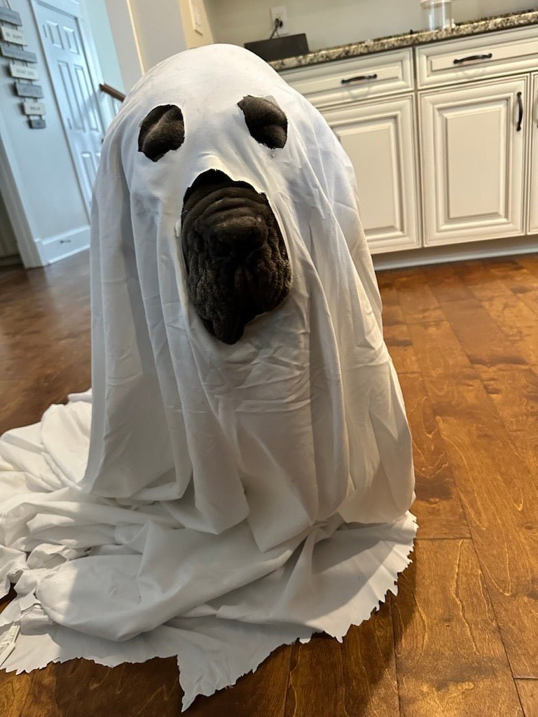 Creepy Crawlies and Canine Safety: Fall Hazards Lurking in the Shadows - Big Ass Dog Company