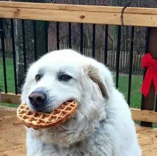 Delicious Doggy Waffles
