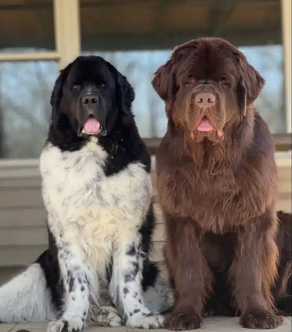 Giant Breed Diaries – Owning a Big Ass Dog