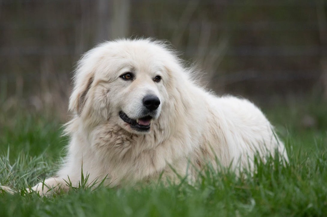 Great Pyrenees: The Gentle Giant of Chaos, Charm, and Couch-Hogging