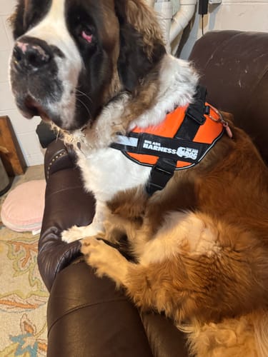 Harnesses for Dogs That Pull: What Holds at 150 Pounds - Big Ass Dog Company
