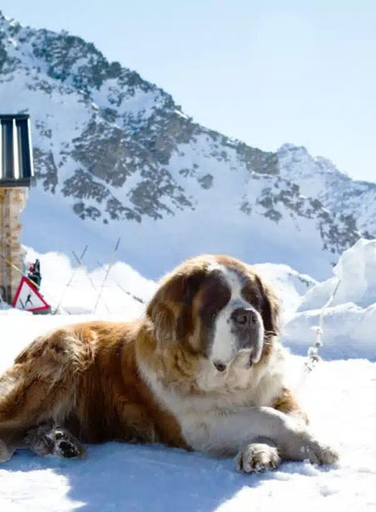 If You’re Cold, Get a Better Coat - Big Ass Dog Company