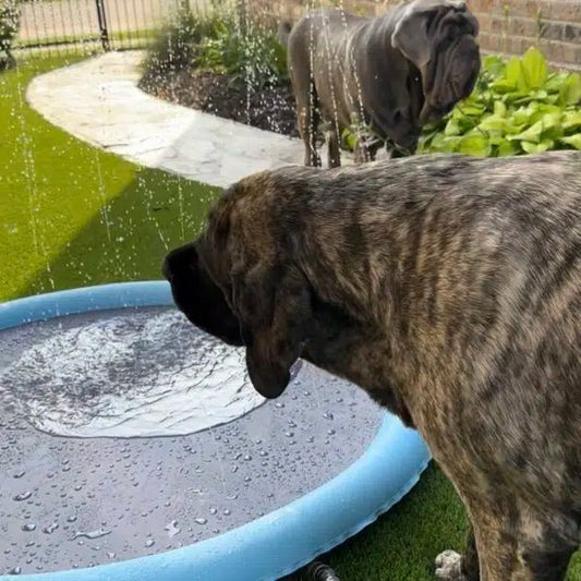 July water safety - Big Ass Dog Company
