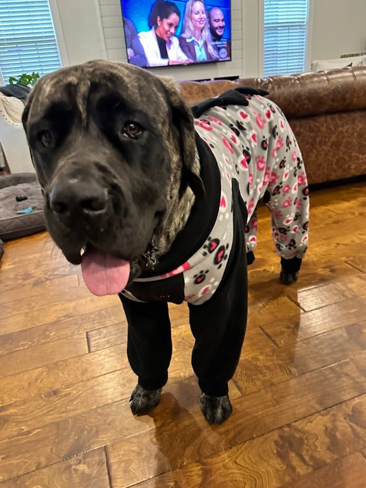 Trick or Treat? Should You Go Out with Your Dog or Stay Home Passing Candy? - Big Ass Dog Company