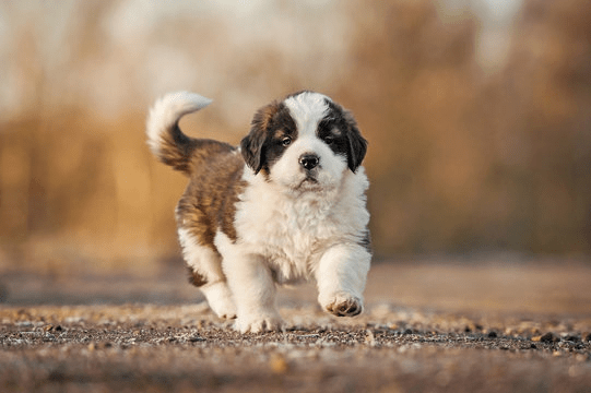 What to expect when you are “expecting”…a puppy - Big Ass Dog Company