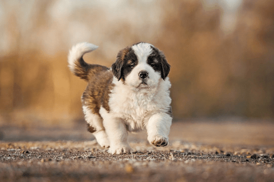 What to expect when you are “expecting”…a puppy - Big Ass Dog Company
