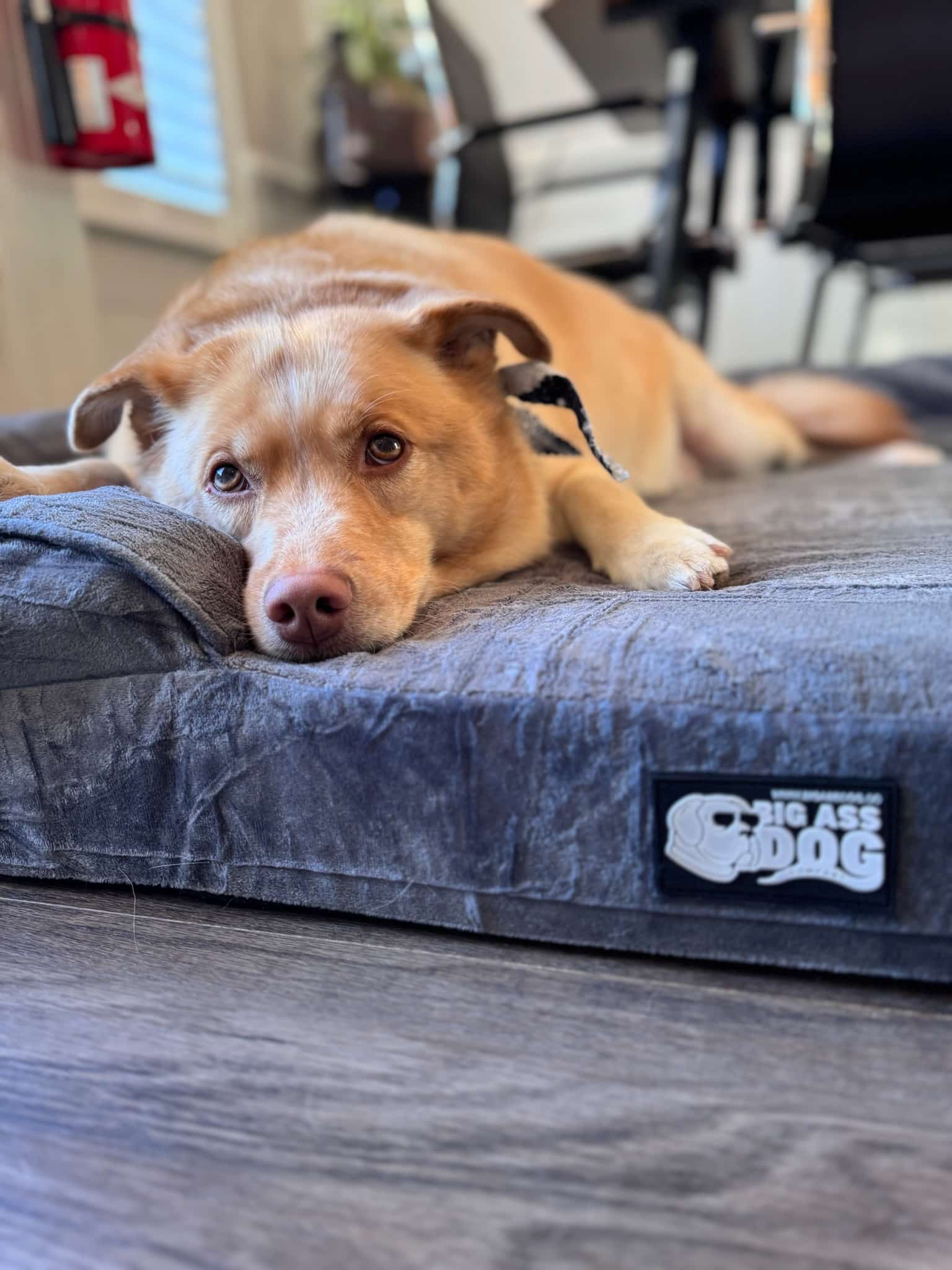 Big Ass Bolster Bed