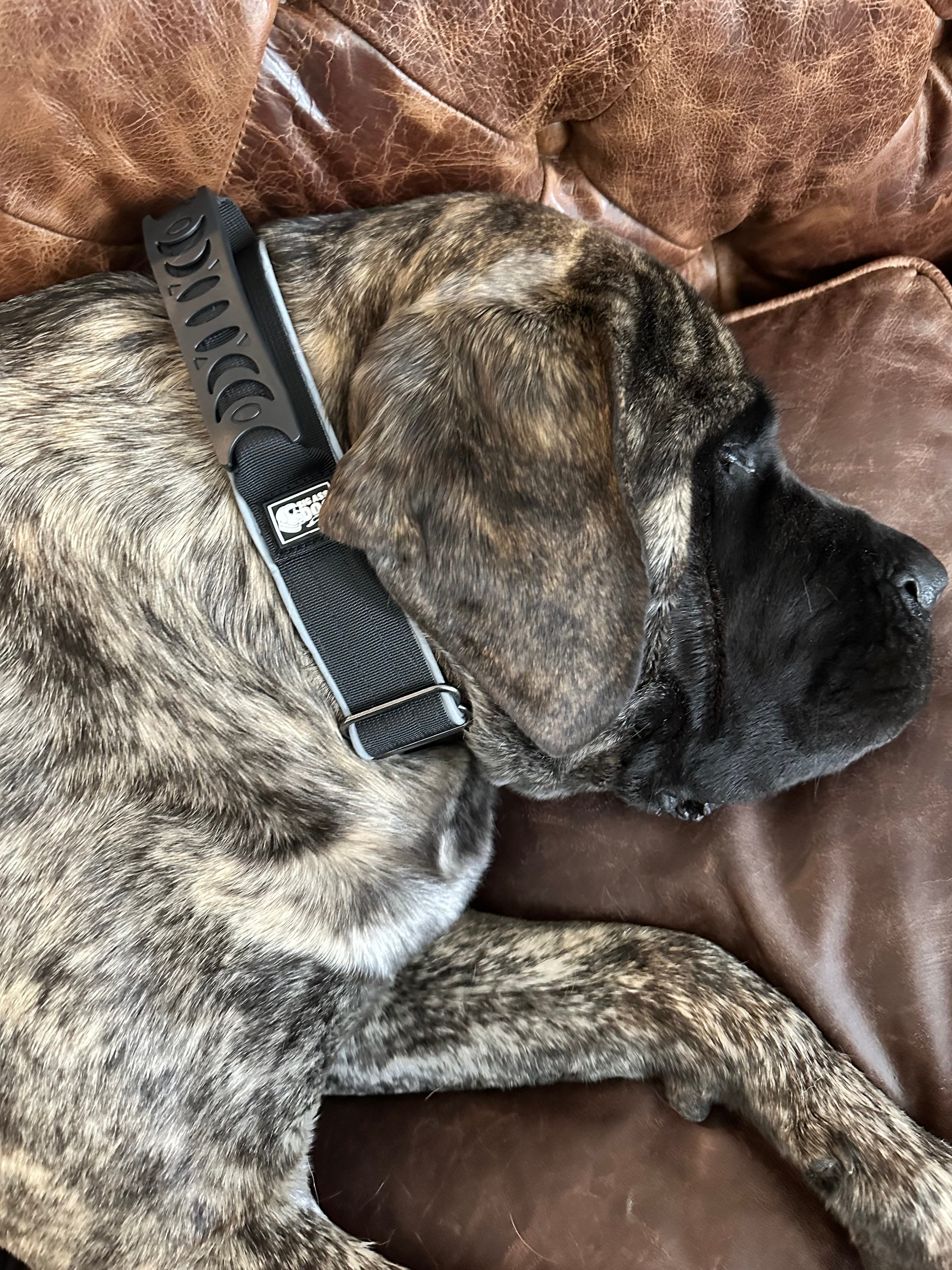 Big Ass Tactical Collar