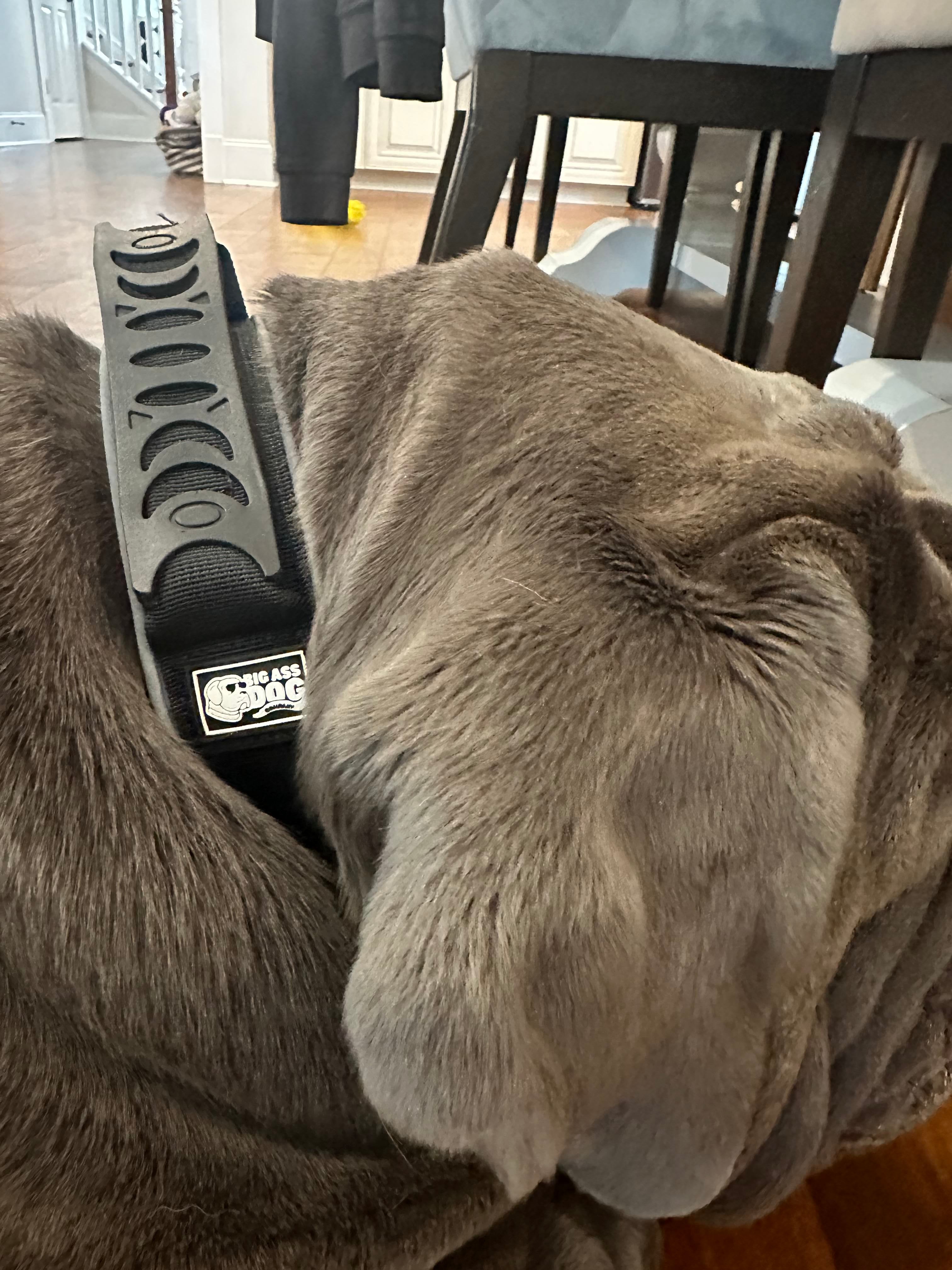 Big Ass Tactical Collar
