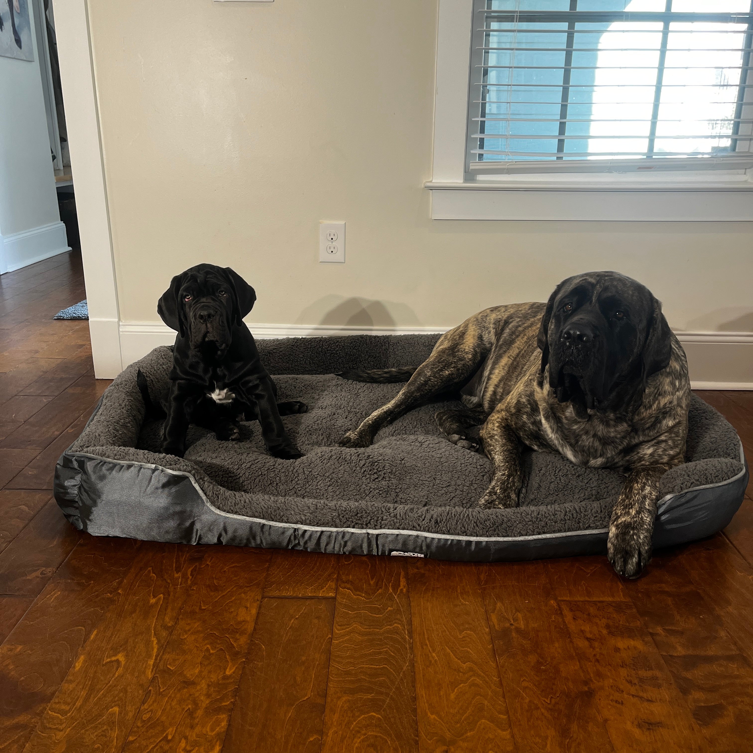 Big Ass Bed v3