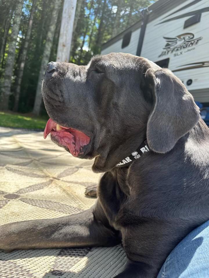 Big Ass Leash & Collar Combo
