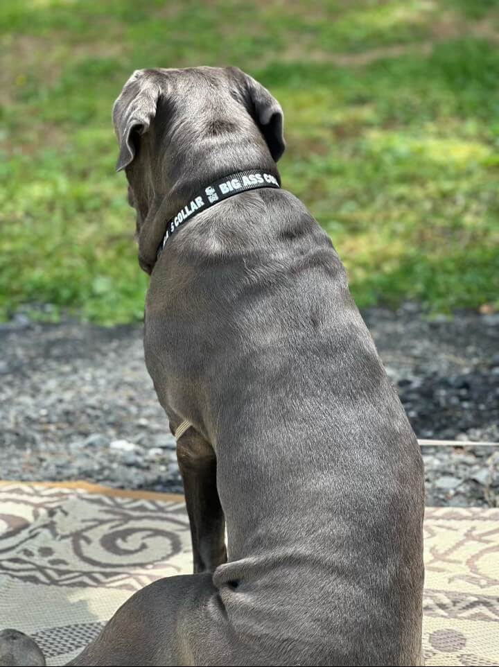 Big Ass Leash & Collar Combo