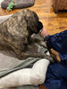 Big Ass Bolster Bed Big Ass Dog