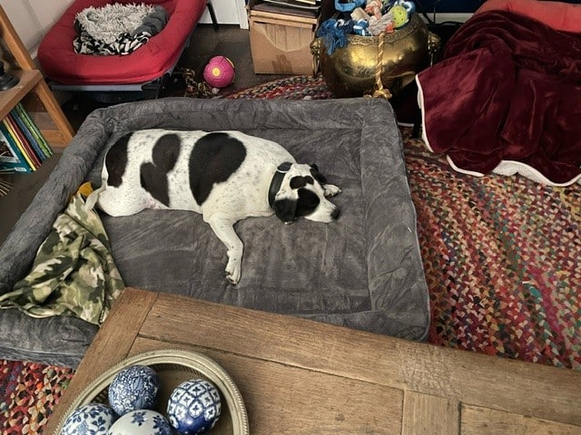 Big Ass Bolster Bed