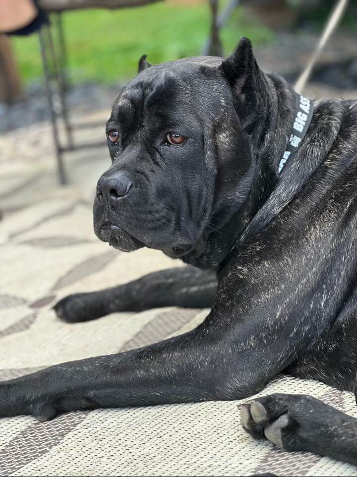 Big Ass Leash & Collar Combo