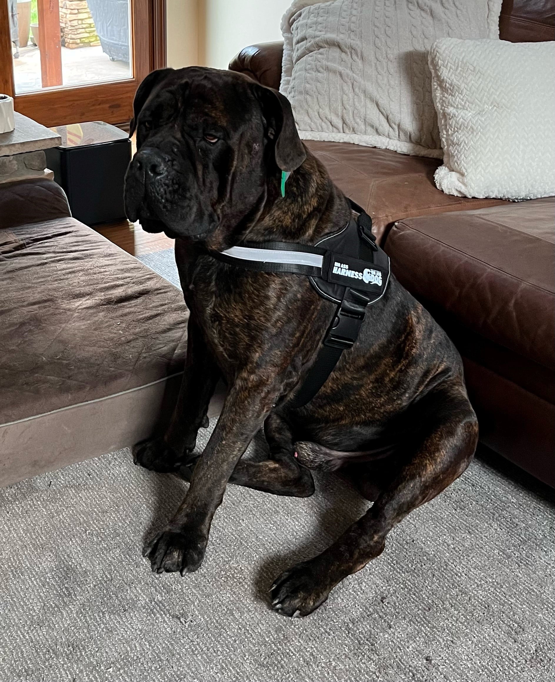 Big Ass Harness