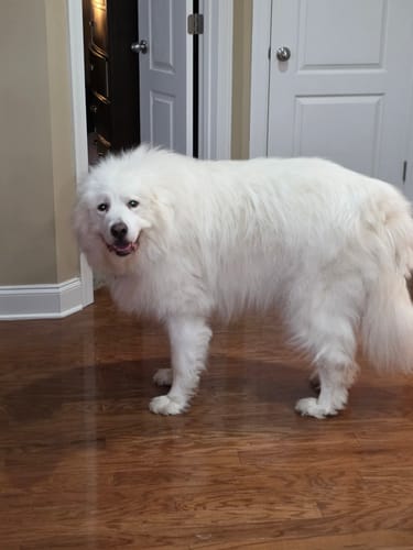 Great Pyrenees