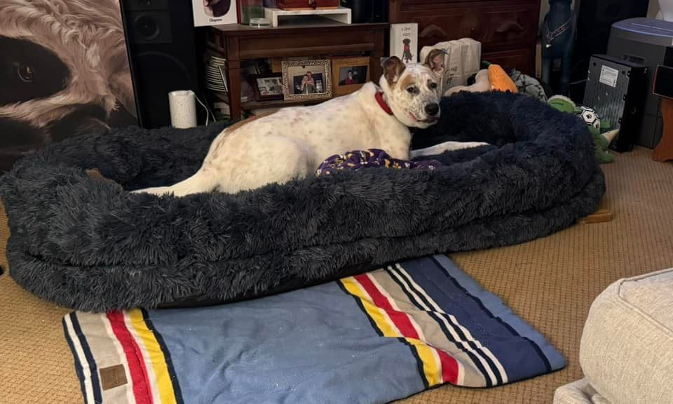 Gigantic Ass Bed