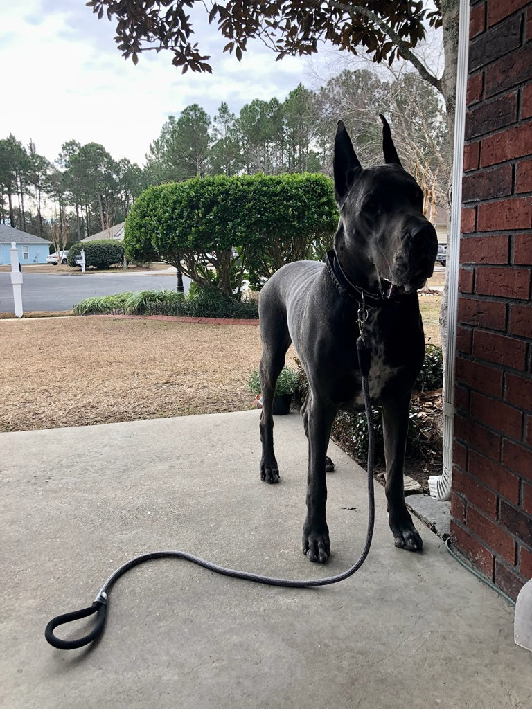 Big Ass Leash