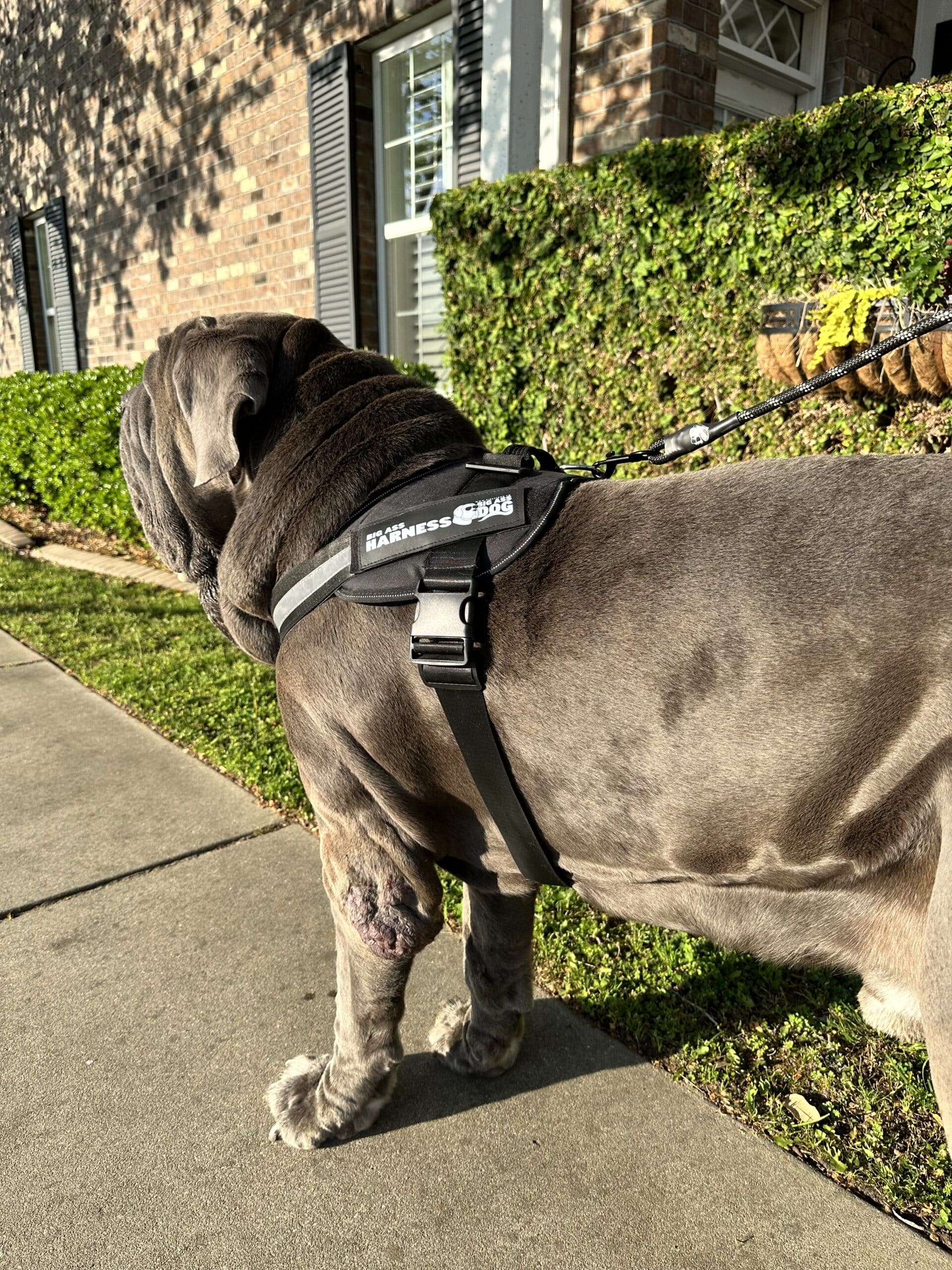 Big Ass Harness