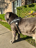 Big Ass Harness Big Ass Dog Company