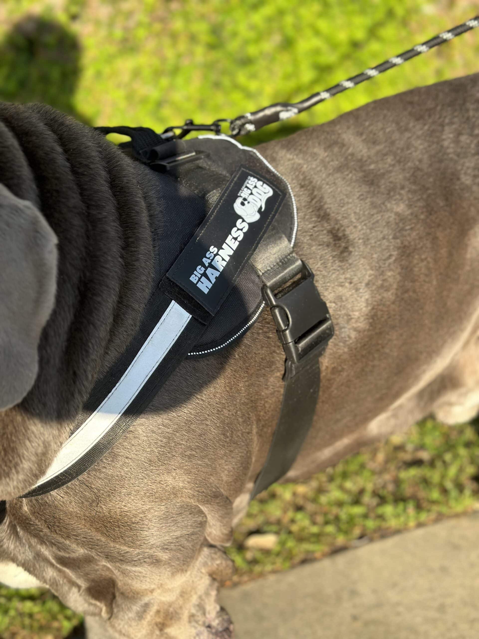 Big Ass Harness