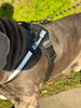 Big Ass Harness Big Ass Dog Company