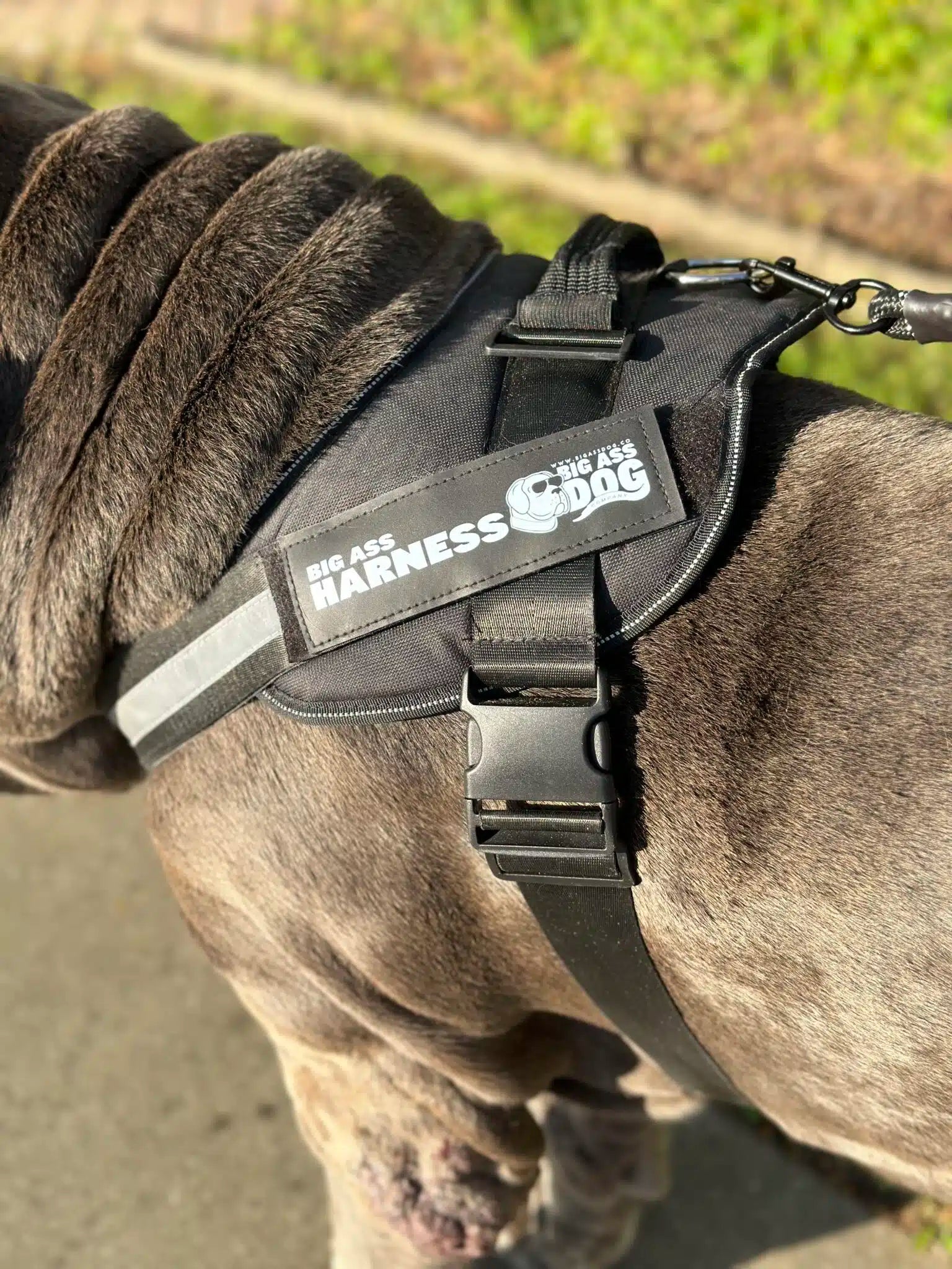 Big Ass Adventure Essentials