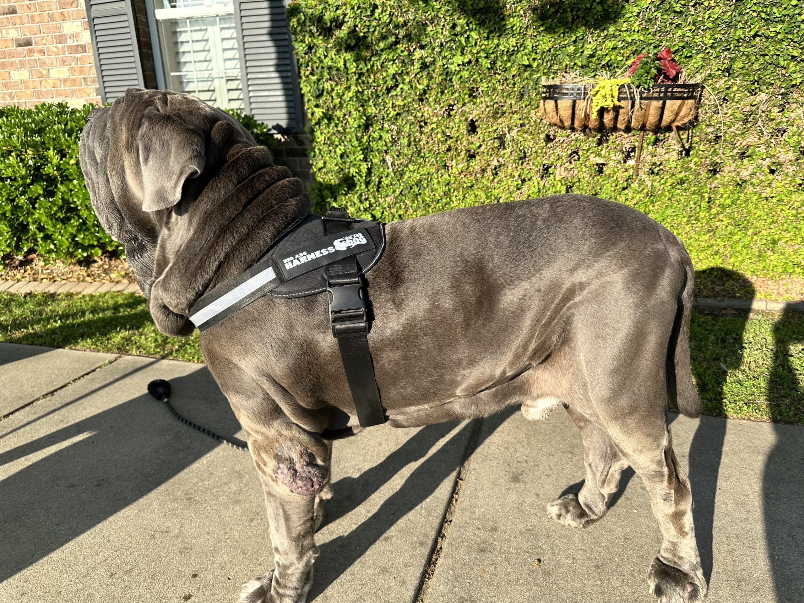 Big Ass Harness