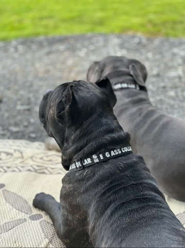 Big Ass Leash & Collar Combo