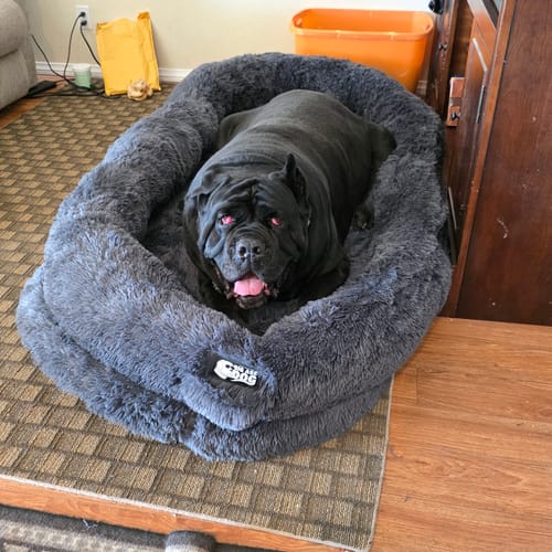 Cane Corso